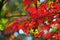Fall Foliage Autumn Leaves Close Up Background