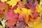 Fall foliage background