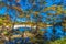 Fall Foliage on the Bald Cypress Trees in the Crystal Clear Frio River.