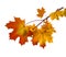 Fall Foliage. Beautiful branch of autumn orange maple leaves isolated on white background