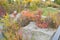 Fall Foliage Boise Idaho Albertson Park