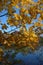 Fall foliage on lakefront