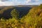 Fall foliage at Leonard Harrison State Park in an afternoon. Pine Creek Gorge, the Grand Canyon of Pennsylvania