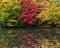 Fall foliage at Lithia Park in Ashland