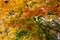 Fall foliage at Lithia Park in Ashland