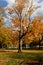 Fall Foliage on a Maple Tree in Indian Summer