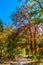 Fall Foliage on Maple Trees Along a Dirt Path