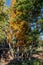 Fall foliage in Prescott Arizona