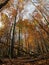 Fall foliage in the woods by Lake Kongingsee