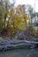 The fall forest on the banks of the Danube River 1