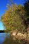 The fall forest on the banks of the Danube River 2