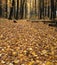 Fall Forest Floor