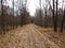 Fall forest road with bare trees and fallen foliage beneath them. Overcast season