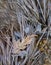 Fall Frosted Leaves and Grasses in Yosemite National Park California