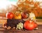 Fall fruit and vegetables on wood. Thanksgiving