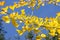 Fall ginkgo tree golden yellow leaves on a blue sky background, California