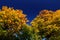 Fall golden foliage and dark blue sky