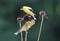 Fall Goldfinches