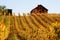 Fall Grape Vines Red Barn