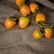 Fall Hachiya Persimmons centered in Rustic Still Life on Brown Burlap with room or space for copy, text or your words. Square shot