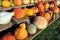 Fall Harvest Decorative Vegetables on Farm Stand