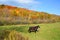 Fall landscape eastern townships and horses in field