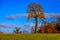 Fall landscape with fields of yellow grass and colorful leaves o