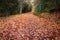 Fall landscape road with brown fallen leaves and fog