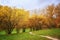 Fall Landscape: Walkway Path in Forest Consisting of Wilding Apple Trees and Birches at Sunny Day