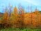 In fall Larix laricina, commonly known as the tamarack,