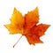 Fall Leaf