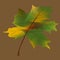 Fall leaf collection. Set of autumn leaves. Multicolor autumn leaves three-dimensional icons of autumn leaves of maple, oak, birch