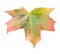 Fall Leaf Isolated