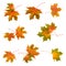 Fall leaf maple leaves set collection. Colorful autumn leaves isolated on white background