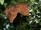 Fall leaf sitting on green tree leaves. Macro closeup.