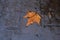 fall leave in water, floating autumn leaf. Fall season leaves in rain.