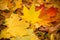 Fall leaves background.Background of colored wet autumnal maple leaves in a park.autumn orange leaves. Outdoor.Colorful