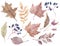 Fall leaves and berries. Autumn watercolor clipart. Hand-drawn botanical illustration.