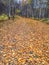 Fall leaves carpeting winding forest path, Alberta, Canada.