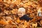 Fall leaves children concept. Child lying on the golden leaf. Boy child with yellow leaf in autumn park. Smile kids face