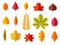 Fall leaves. Colorful autumn leaves, leaf chestnut elm oak, maple forest with yellow and orange foliage. Flat vector