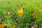 Fall leaves on the green grass under sunbeams. Autumn leaves close-up, bright light.