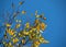 Fall leaves isolated against a blue sky