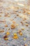 Fall leaves laying on stone pavement.