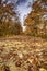 Fall leaves on the old Rock Island railroad trail