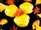 Fall leaves and quince background