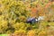 Fall Leaves Surround Appalachian Farm House and Barn