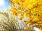 Fall Light in the Tree Branches with Colorful Yellow Leaves