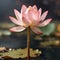 Fall lotus flowers in macro focus