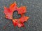 Fall in love photo metaphor with maple leaf